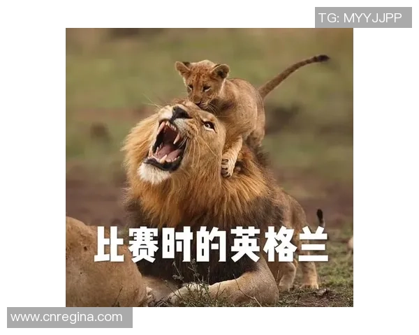 小猫足球明星背后的故事与成长历程揭秘